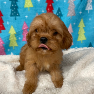 Cavapoo Puppy Buddy