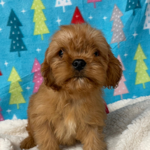 Cavapoo Puppy Buddy