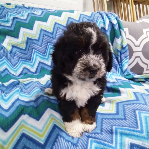 Bernedoodle Puppy Oscar