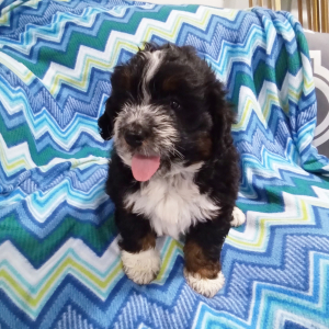 Bernedoodle Puppy Oscar