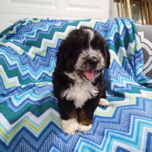 Bernedoodle Puppy Oscar