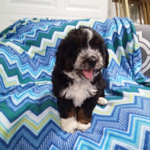 Bernedoodle Puppy Oscar