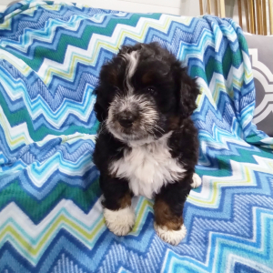 Bernedoodle Puppy Oscar