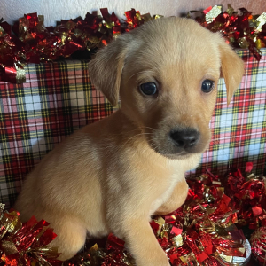 Labrador Retriever Puppy Geo