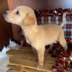 Labrador Retriever Puppy Geo