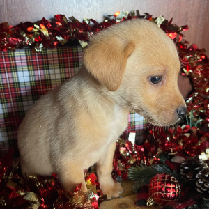Labrador Retriever Puppy Geo