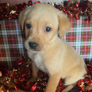 Labrador Retriever Puppy Geo