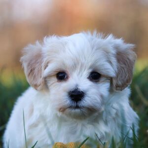Maltipoo Puppy Randolph