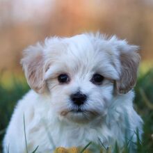 Maltipoo Puppy Randolph