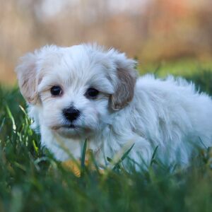 Maltipoo Puppy Randolph
