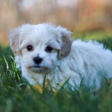 Maltipoo Puppy Randolph