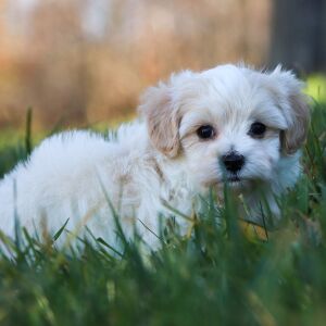 Maltipoo Puppy Randolph