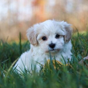 Maltipoo Puppy Randolph