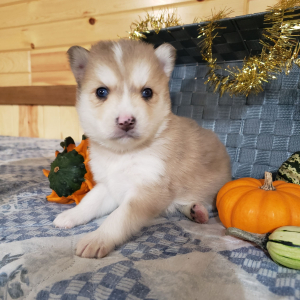 Pomsky Puppy Cash