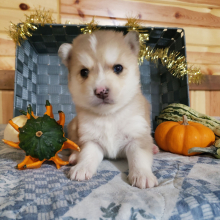 Pomsky Puppy Cash