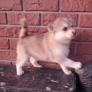 Pomsky Puppy Cash