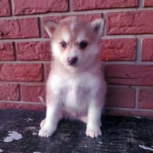 Pomsky Puppy Cash