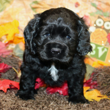 Cocker Spaniel Puppy Cady