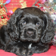Cocker Spaniel Puppy Cady