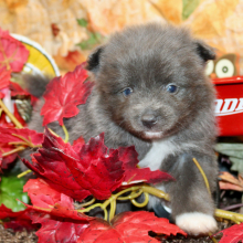 Pomeranian Puppy Landyn