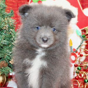 Pomeranian Puppy Landyn