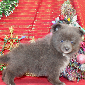 Pomeranian Puppy Landyn