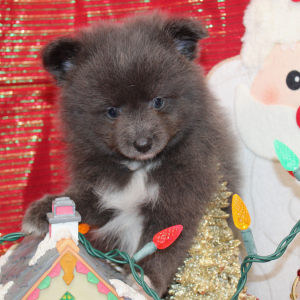 Pomeranian Puppy Landyn