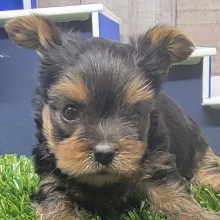 Yorkshire Terrier Puppy Scooter