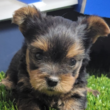 Yorkshire Terrier Puppy Scooter