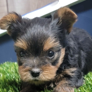 Yorkshire Terrier Puppy Scooter
