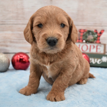 Goldendoodle Puppy Paxton