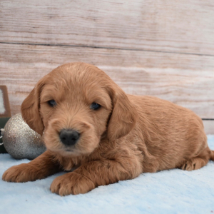 Goldendoodle Puppy Paxton