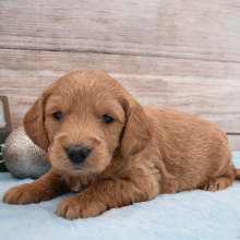 Goldendoodle Puppy Paxton