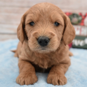 Goldendoodle Puppy Paxton