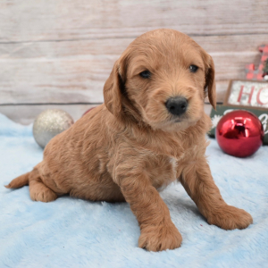 Goldendoodle Puppy Paxton