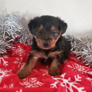 Yorkshire Terrier Puppy Benji