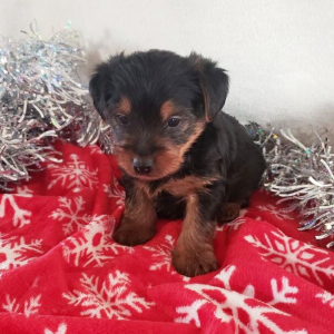 Yorkshire Terrier Puppy Benji