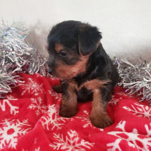 Yorkshire Terrier Puppy Benji