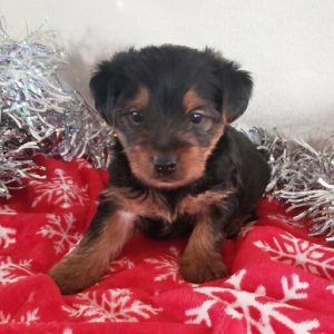 Yorkshire Terrier Puppy Benji