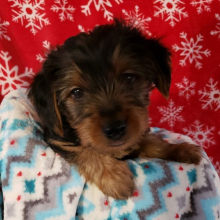 Yorkshire Terrier Puppy Benji