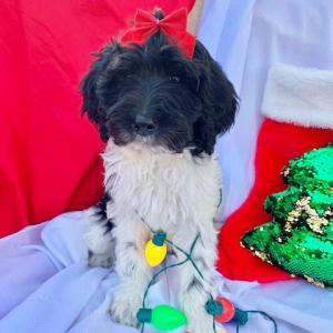 Labradoodle Puppy Molly