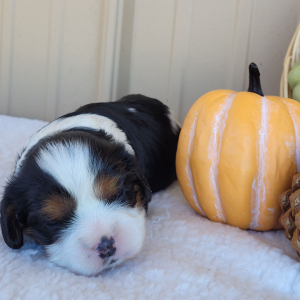 Cavalier King Charles Spaniel Puppy Yonek