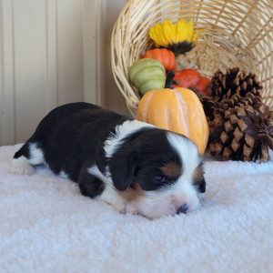 Cavalier King Charles Spaniel Puppy Yonek