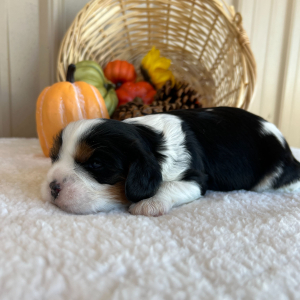 Cavalier King Charles Spaniel Puppy Yonek