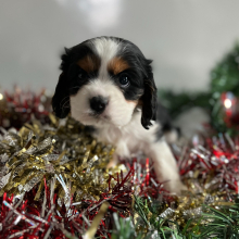 Cavalier King Charles Spaniel Puppy Yonek