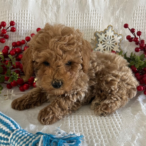 Poodle Puppy Haydon