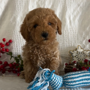 Poodle Puppy Haydon