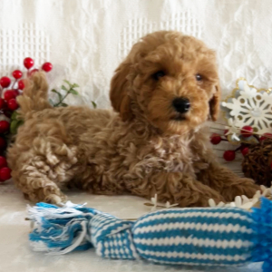 Poodle Puppy Haydon