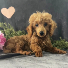 Poodle Puppy Haydon