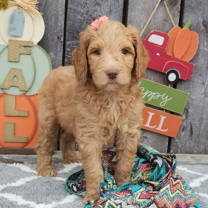 Goldendoodle Puppy Gingi